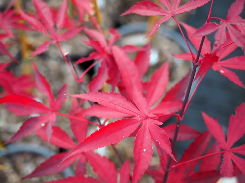 Acer palmatum 'Fireglow'